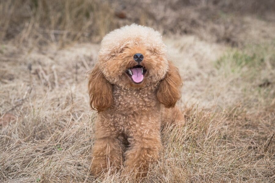 poodle