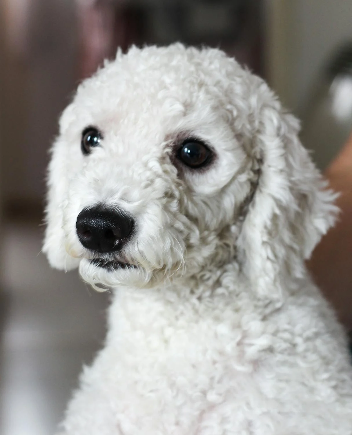 protective poodle