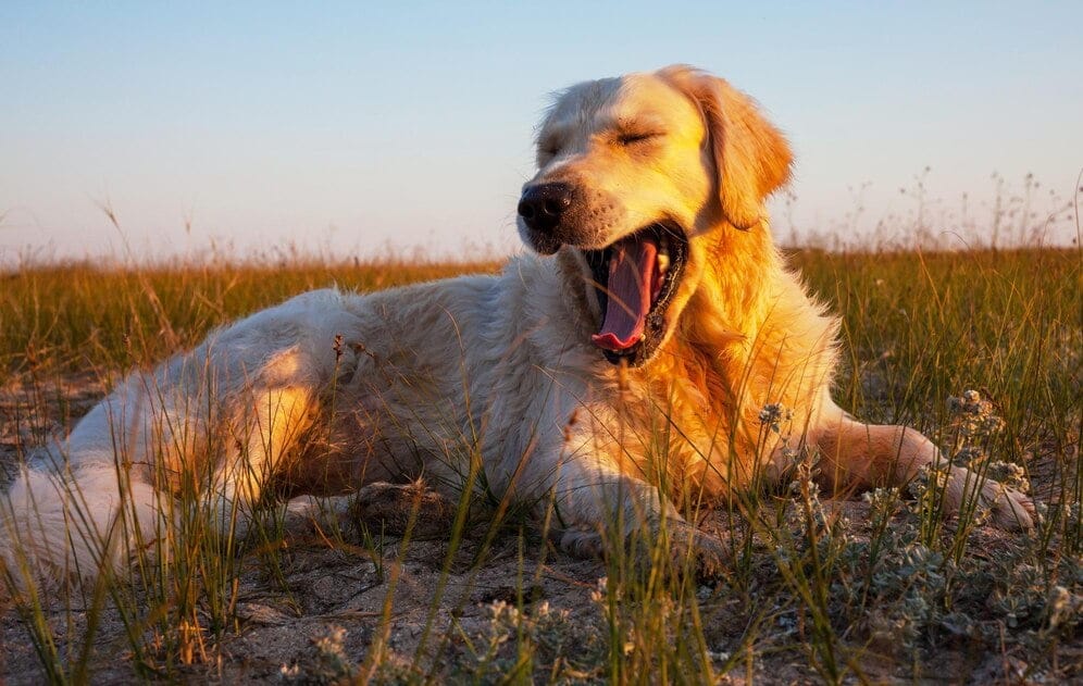 are golden retrievers wild