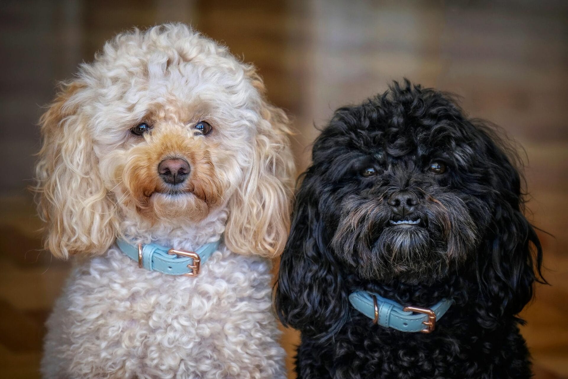are poodles going extint