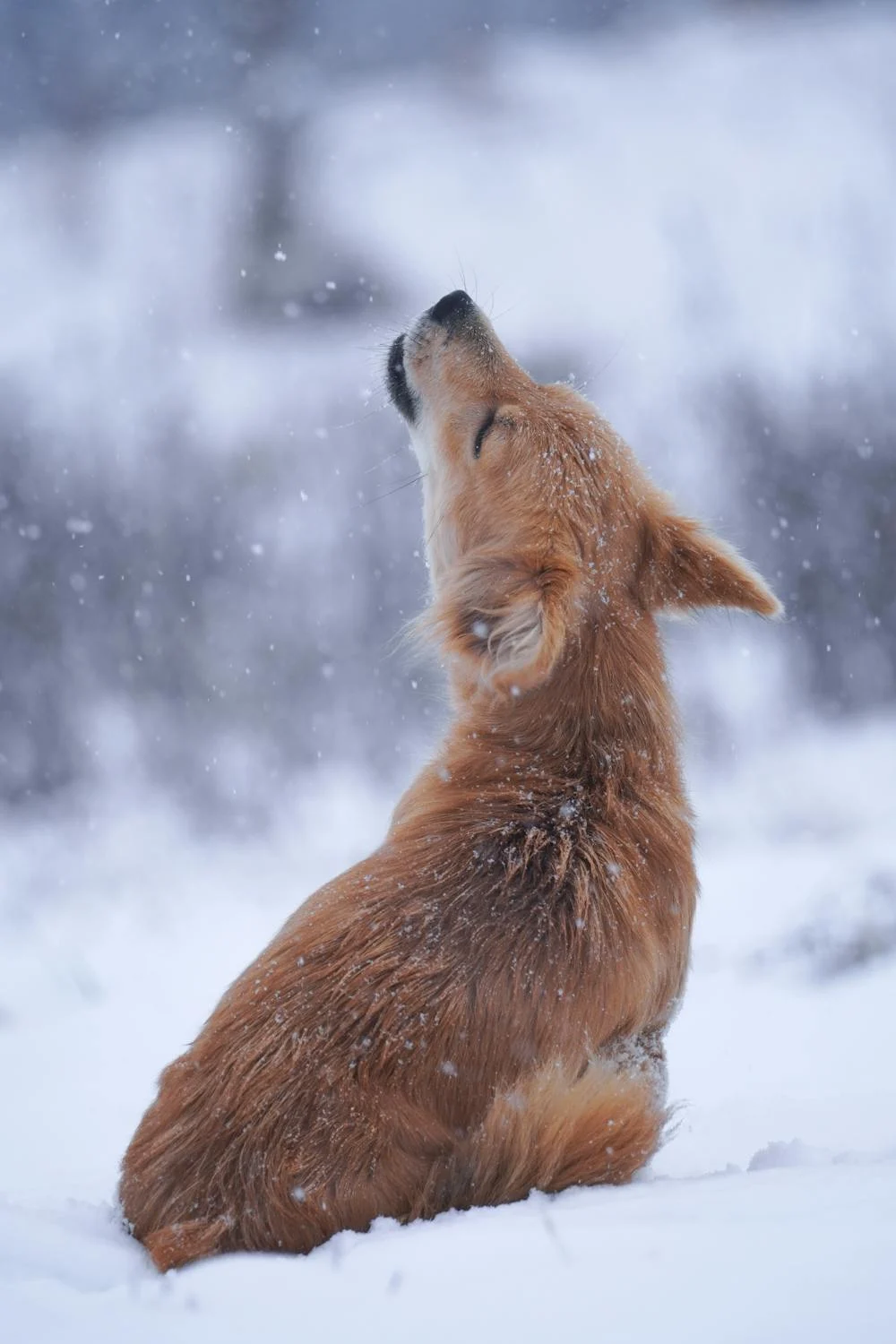 corgi howling