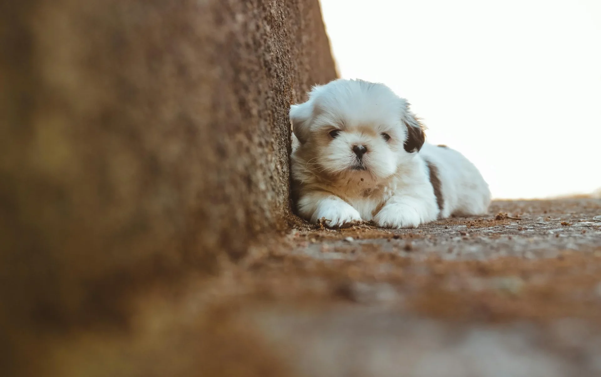 do-poodles-sleep-with-theri-eyes-open