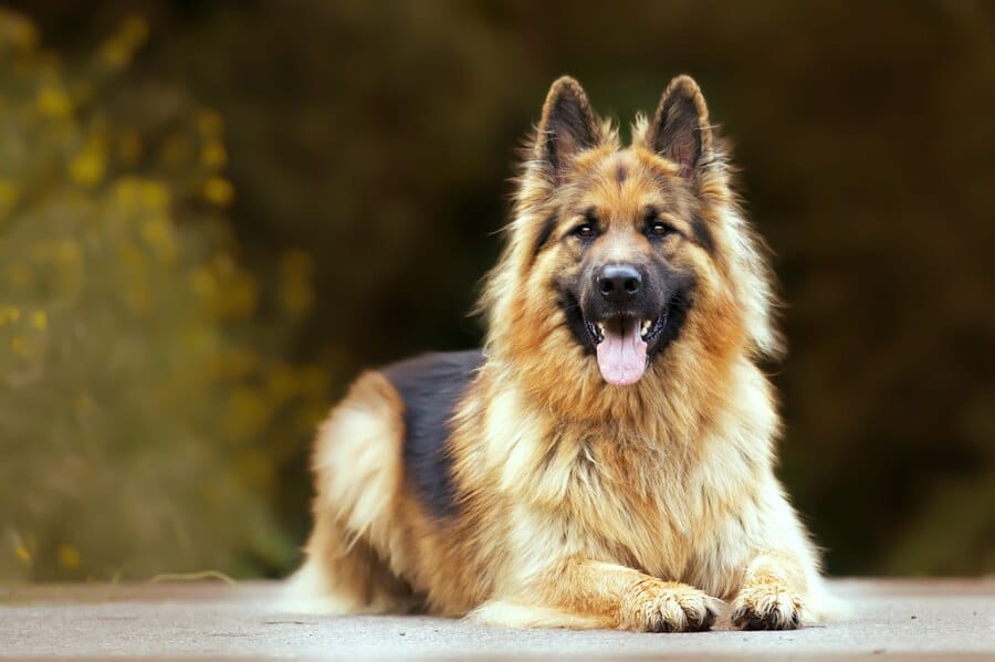 german-shepherd