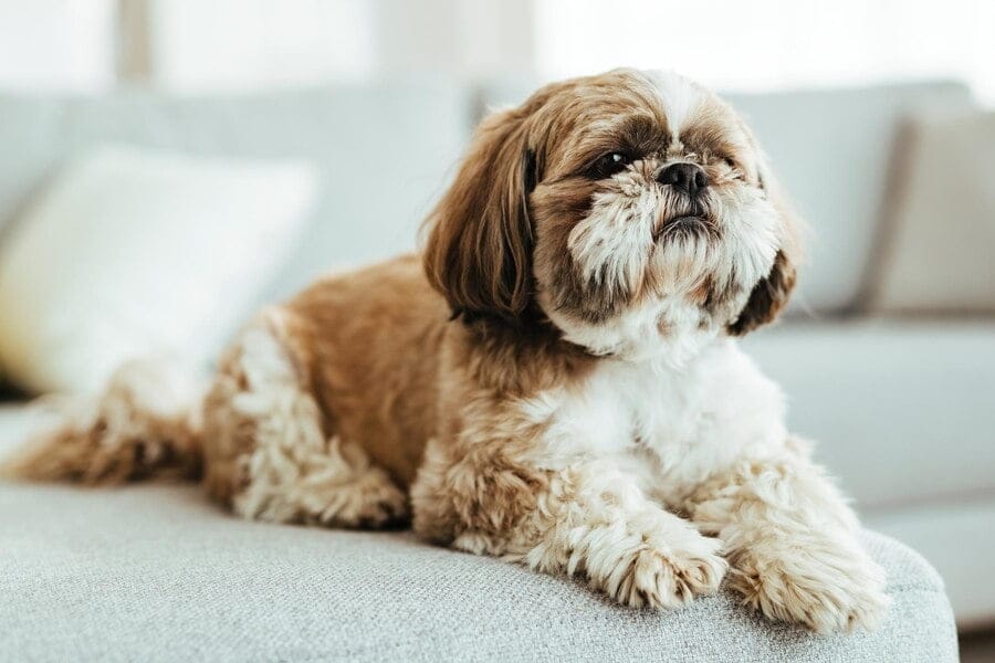 havanese colors and changes