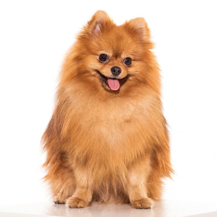 pomeranian hair