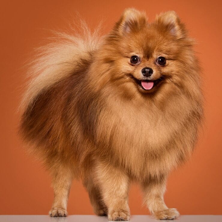 Pomeranian