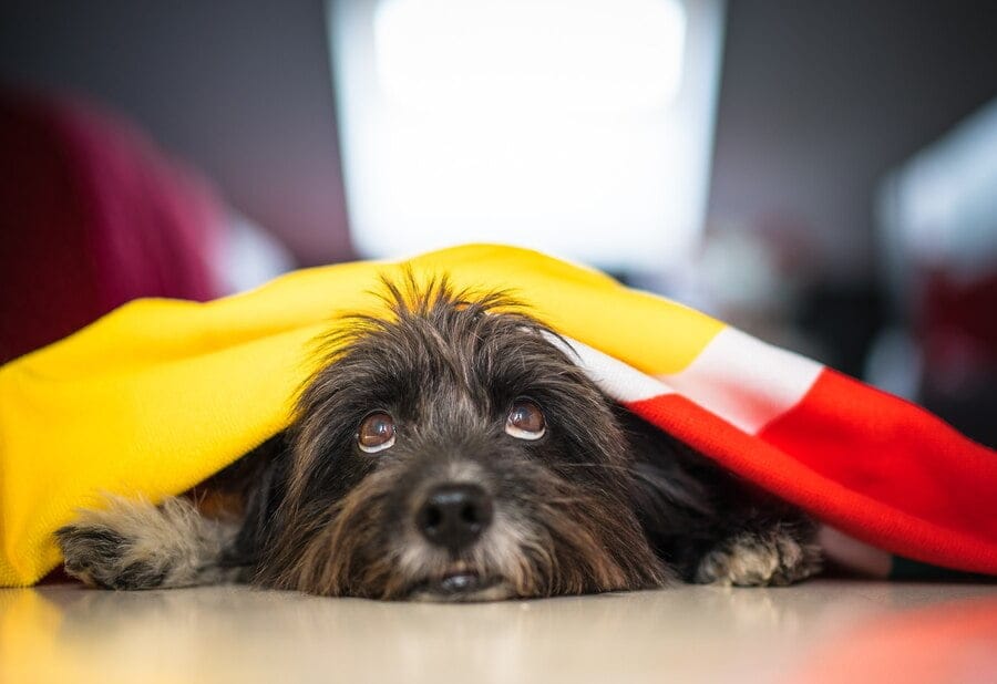 when-do-havanese-calm-down