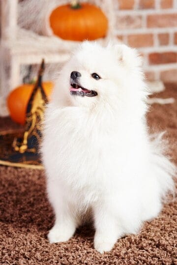 white pomeranian