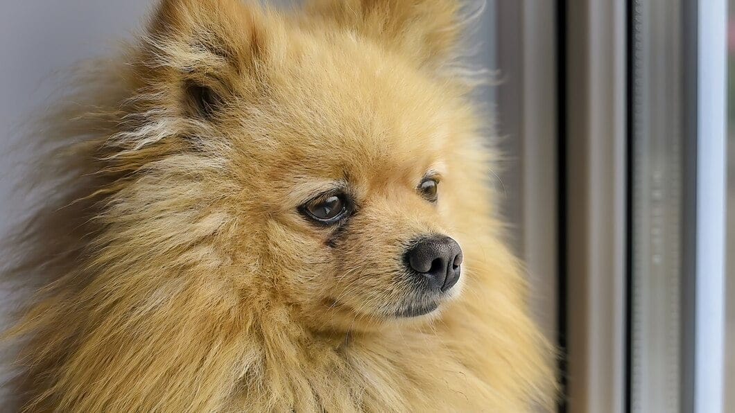 yellow pomeranian