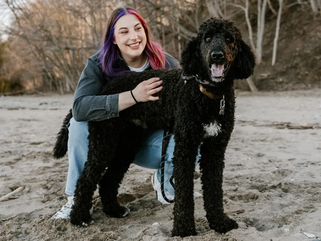 Why Do Poodles Always Win Dog Shows