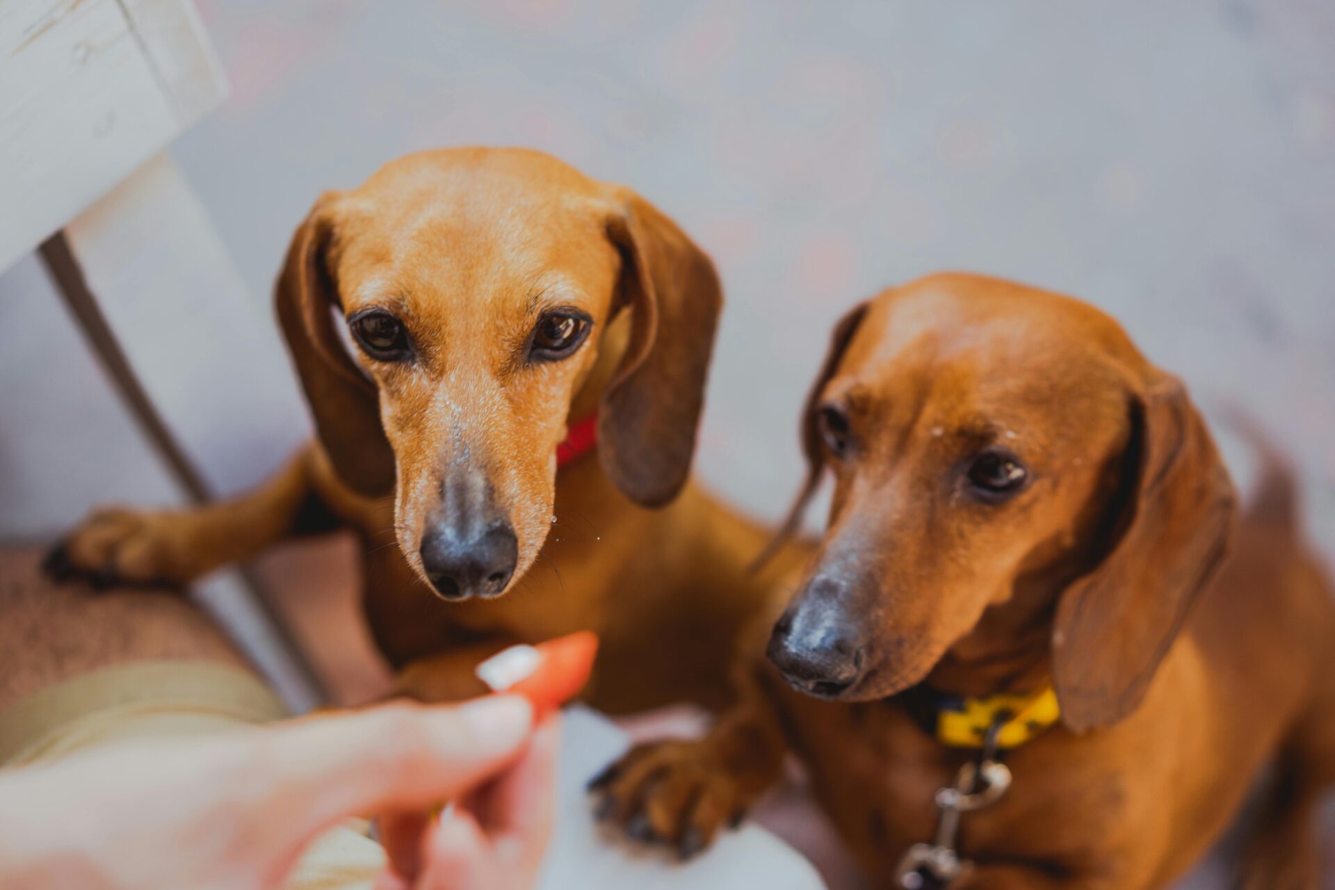 are dachshunds better in pairs