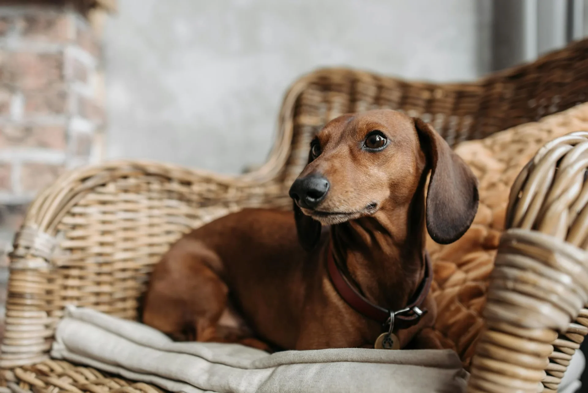 are dachshunds killers