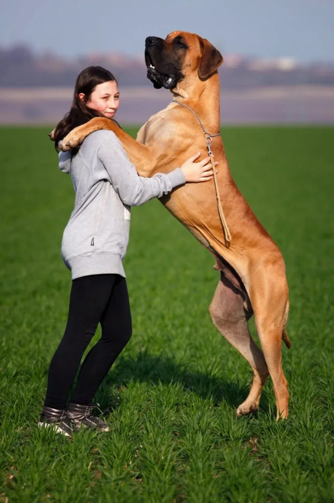 biggest dogs