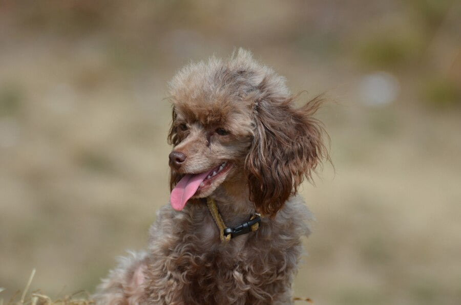 brown_poodle