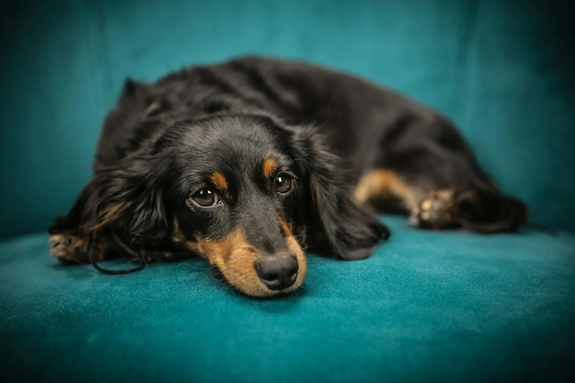 dachshund eating poop