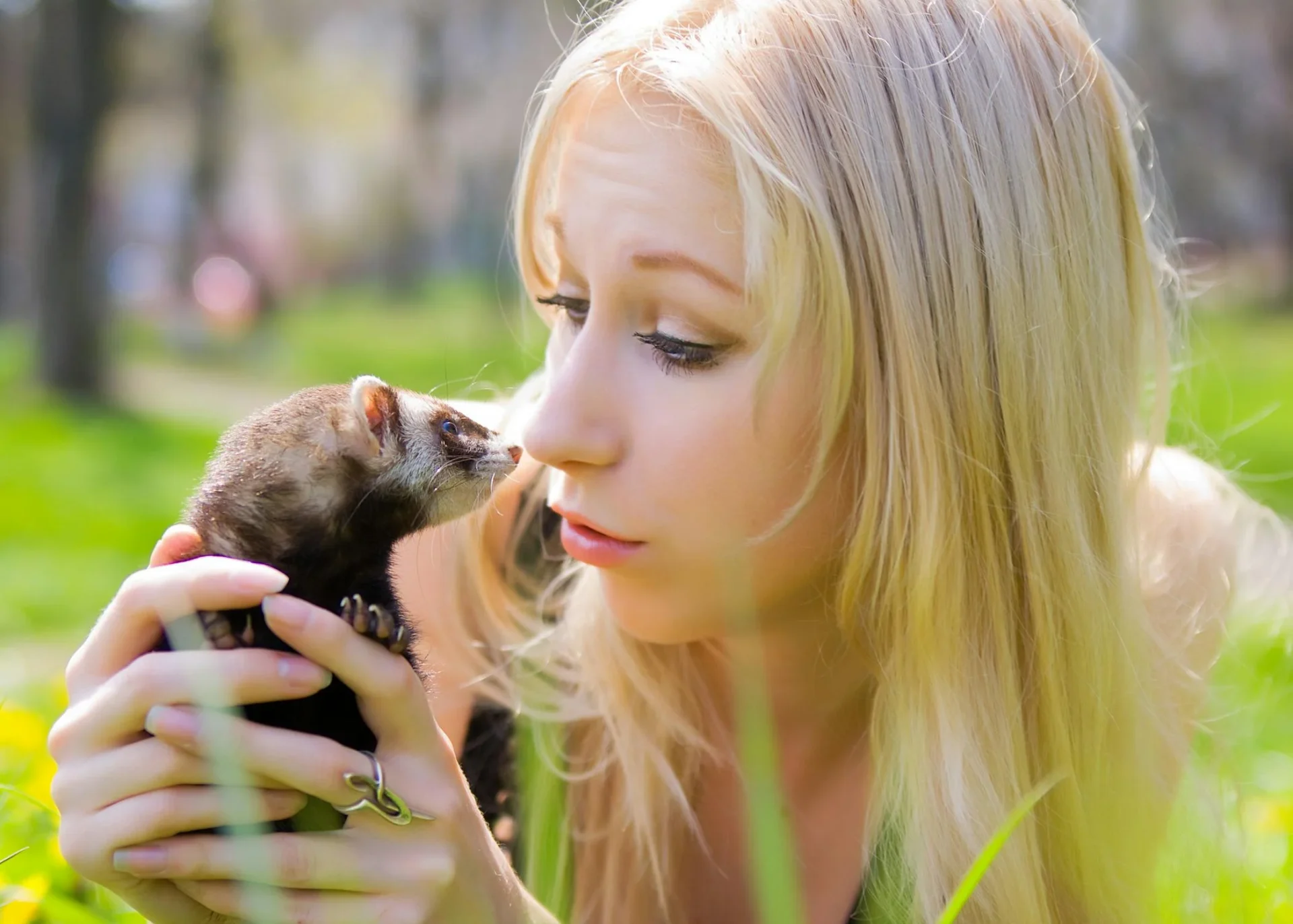 ferrets and dogs