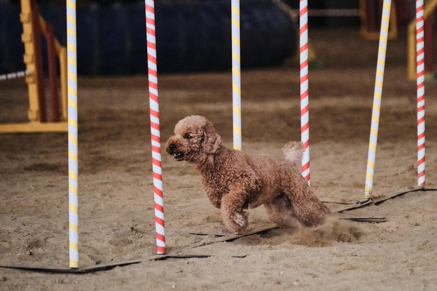 poodle agility