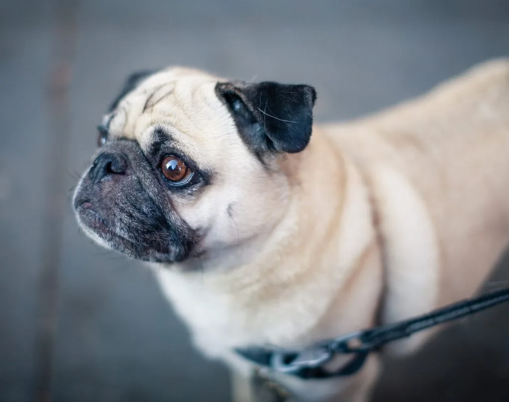 pug short snouts