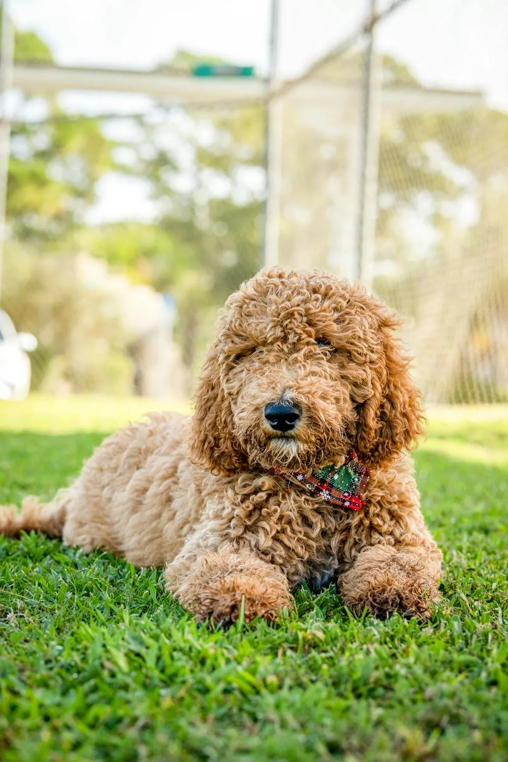 wild poodle