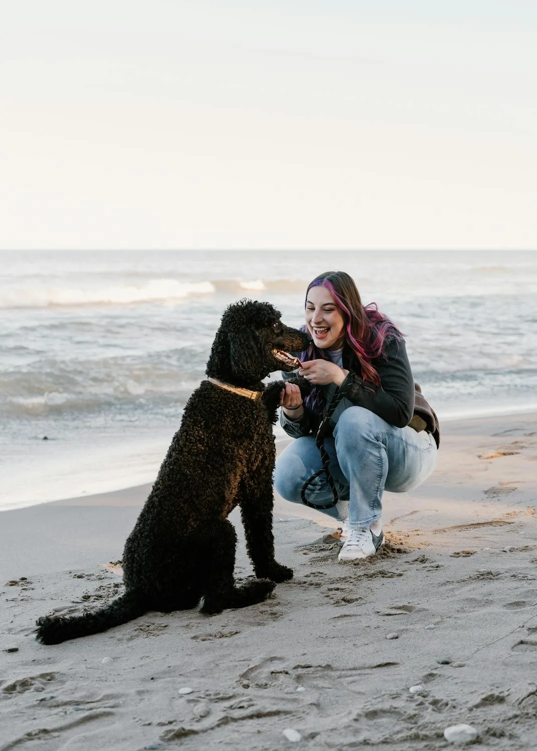 can poodles talk