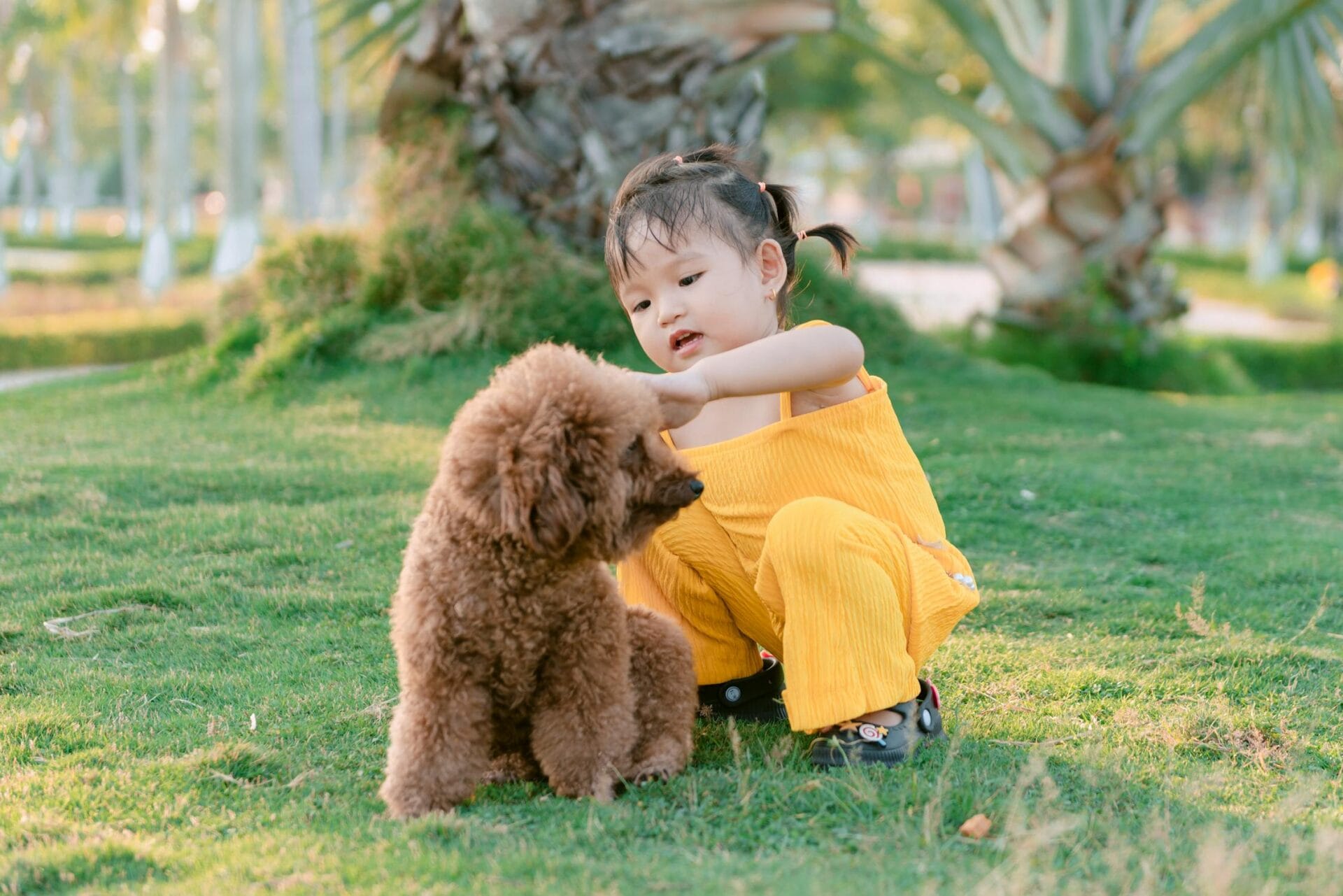 poodle hearing loss