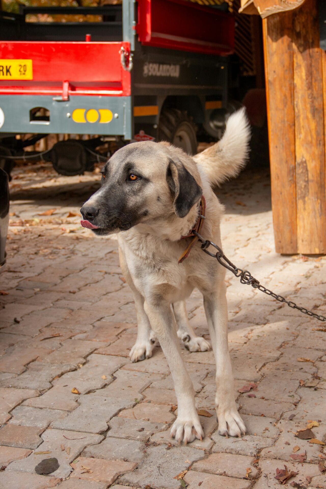 kangal