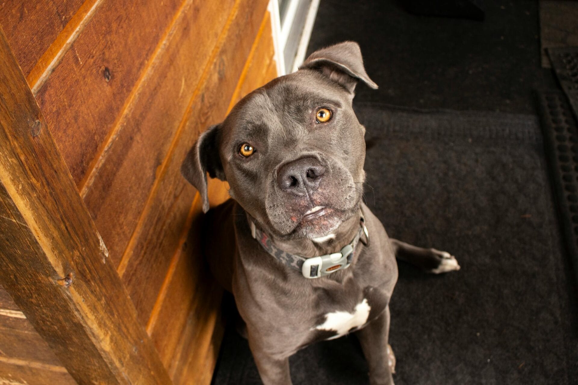 pitbull shedding