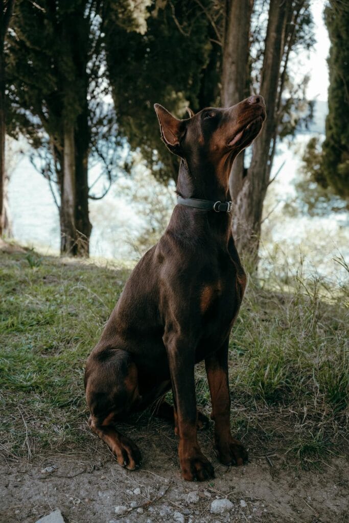 European doberman