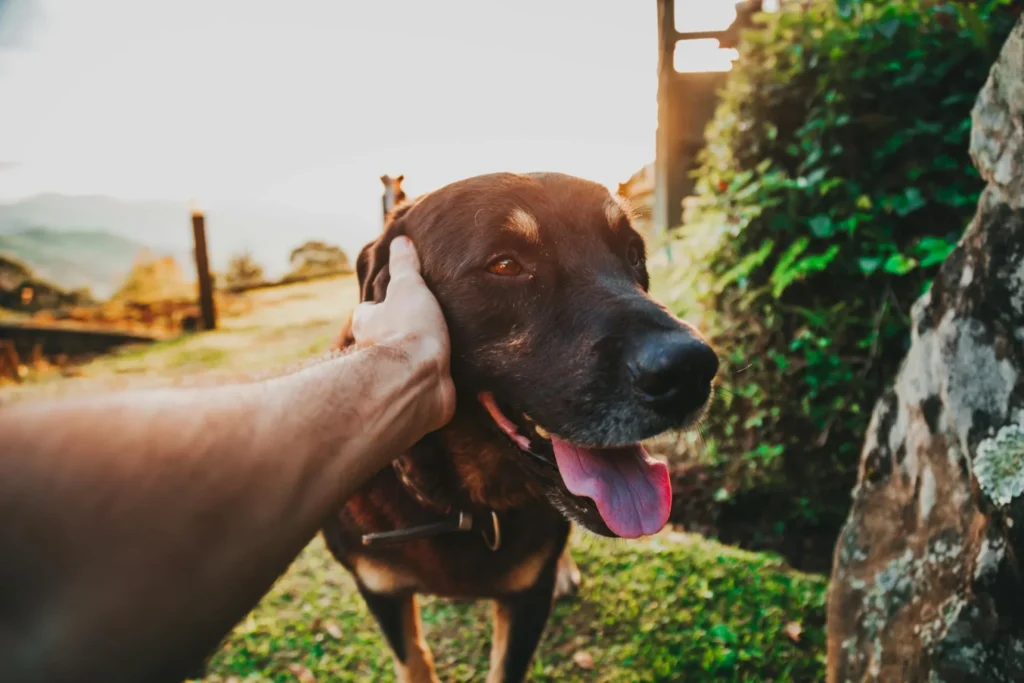 Great Dane Bite force