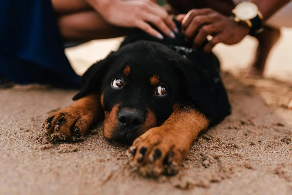 rottweilers drool