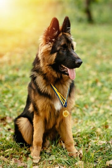 german-shepherd-bite-force