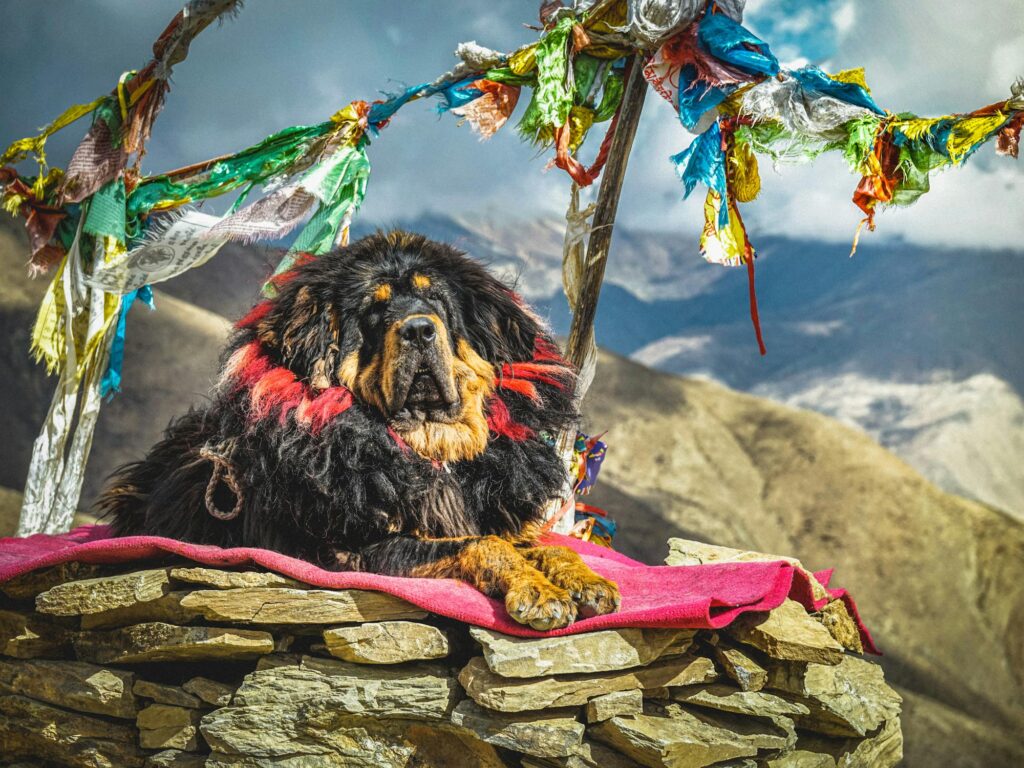 Tibetan Mastiffs banned