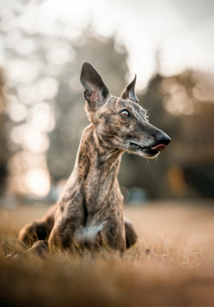 brindle dogs